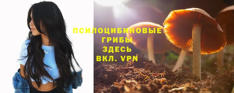 Галлюциногенные грибы Psilocybe  Княгинино 